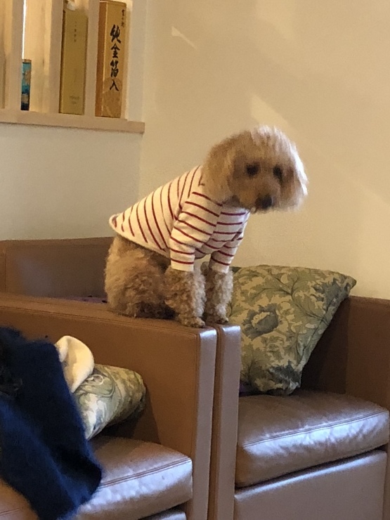 2018年11月21日  さて_b0098584_16222189.jpeg