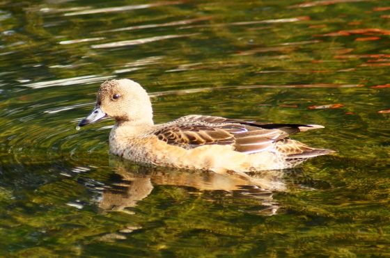 a0206496_12381454.jpg