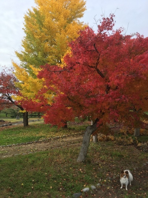 まだまだ紅葉出張 4_f0034602_07561518.jpeg