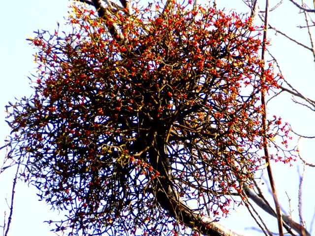 a0345007_1703195.jpg