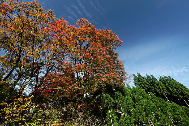 2018京都の紅葉・小野郷 新規開拓地_f0032011_20062277.jpg