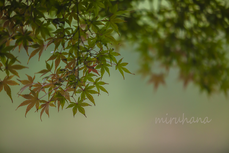 ちょっぴり紅葉＊小石川後楽園_c0037519_01380167.jpg