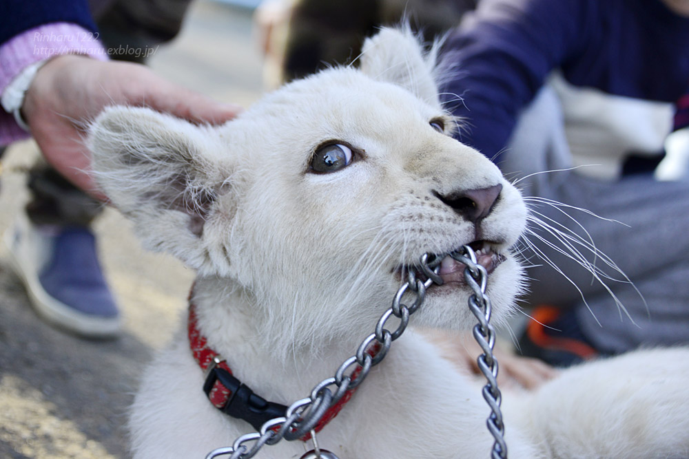 2018.11.18 東北サファリパーク☆ホワイトライオンのリズムちゃま【White lion baby】<その2>_f0250322_21381431.jpg