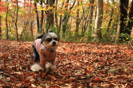 c0145250_16310893.gif