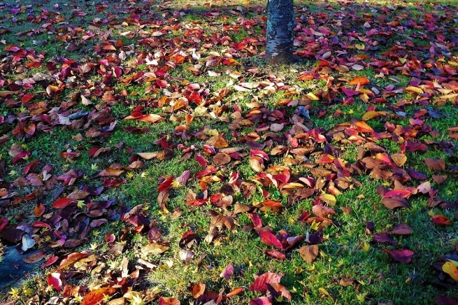 日光市内 丸山公園の紅葉 ぶらり散歩 四季折々フォト日記