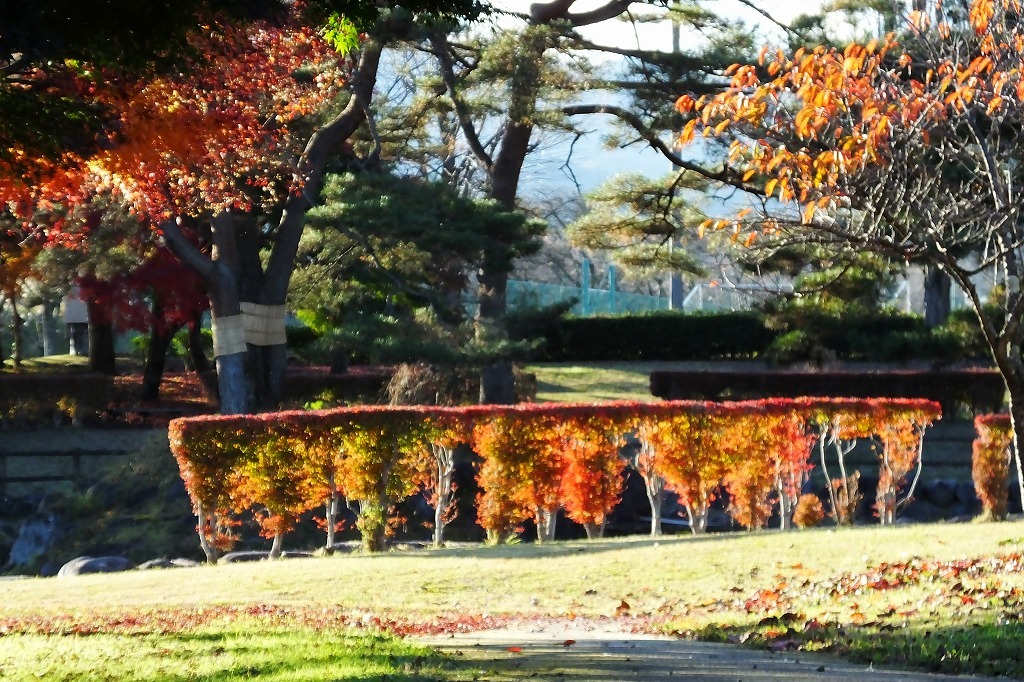 日光市内 丸山公園の紅葉 ぶらり散歩 四季折々フォト日記