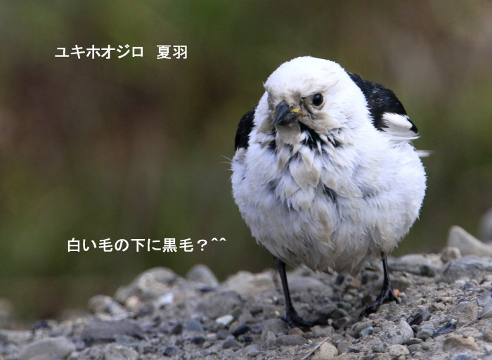 白い鳥と シロクマ アイヌモシリの野生たち 獣と野鳥の写真図鑑