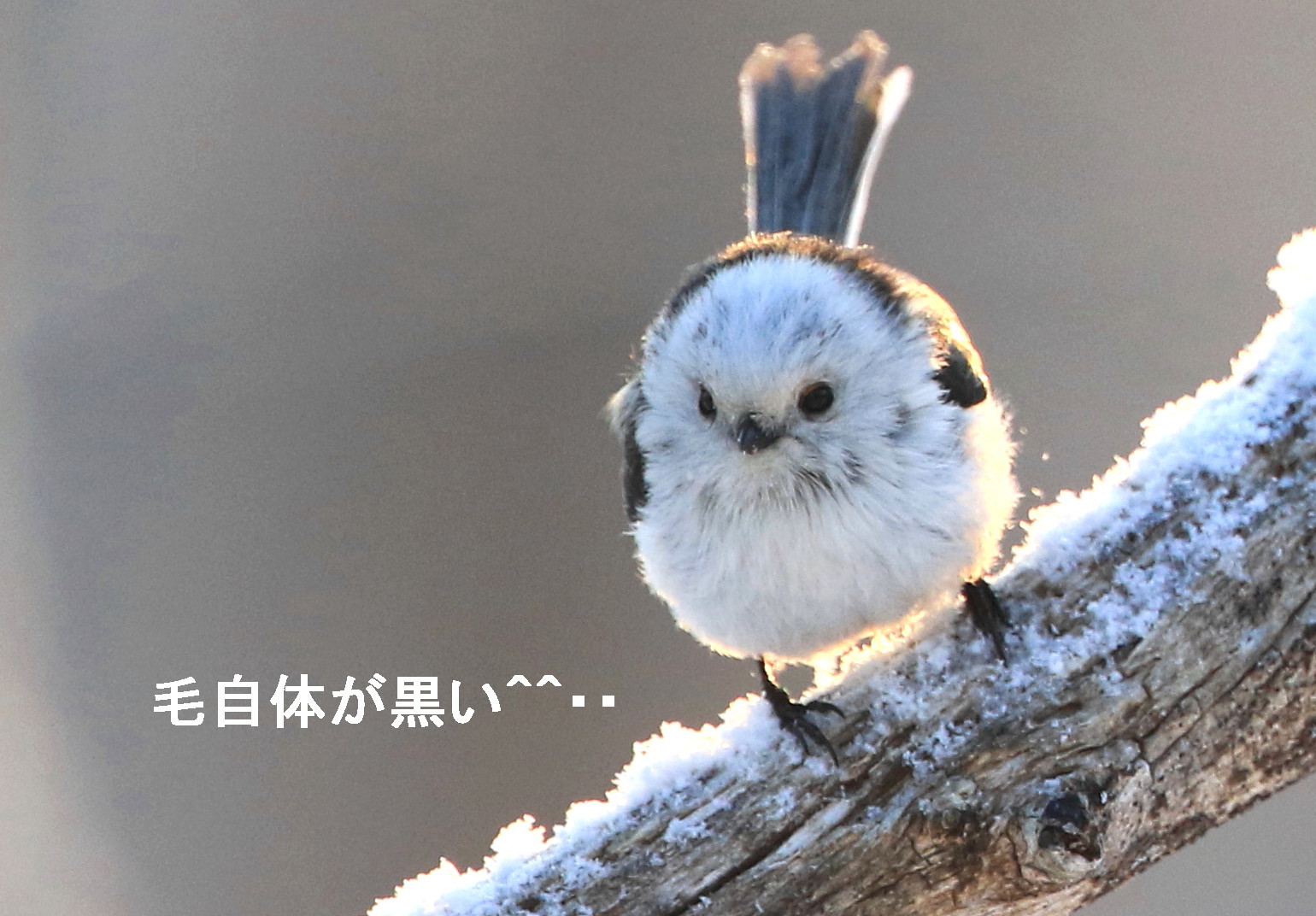 白い鳥と シロクマ アイヌモシリの野生たち 獣と野鳥の写真図鑑