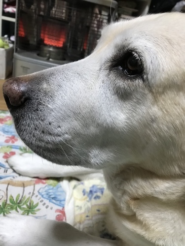 f0315081_22360437.jpeg