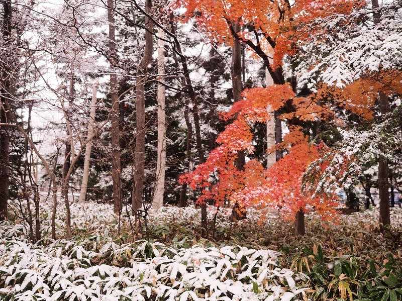 いよいよ札幌に初雪・・・紅葉、寒そう_a0174783_16485022.jpg