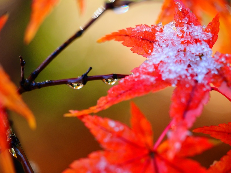 いよいよ札幌に初雪・・・紅葉、寒そう_a0174783_16545881.jpg