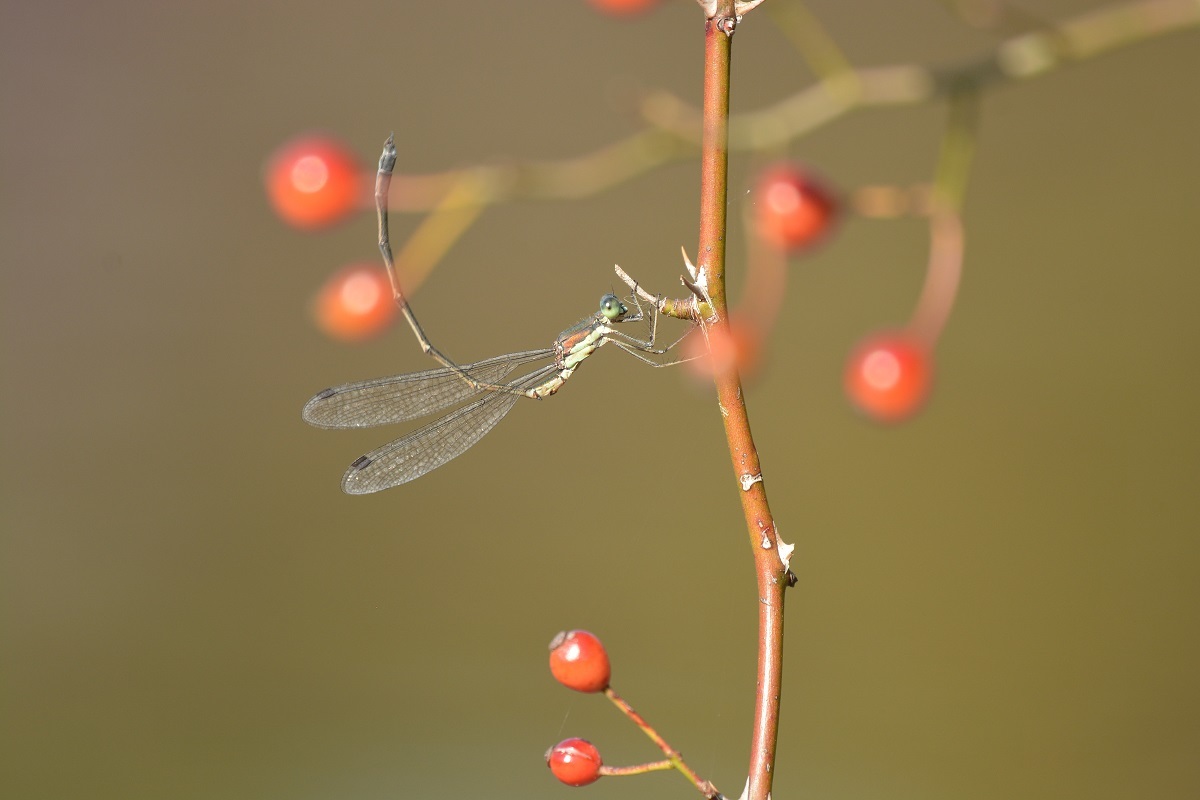 e0353790_21185259.jpg