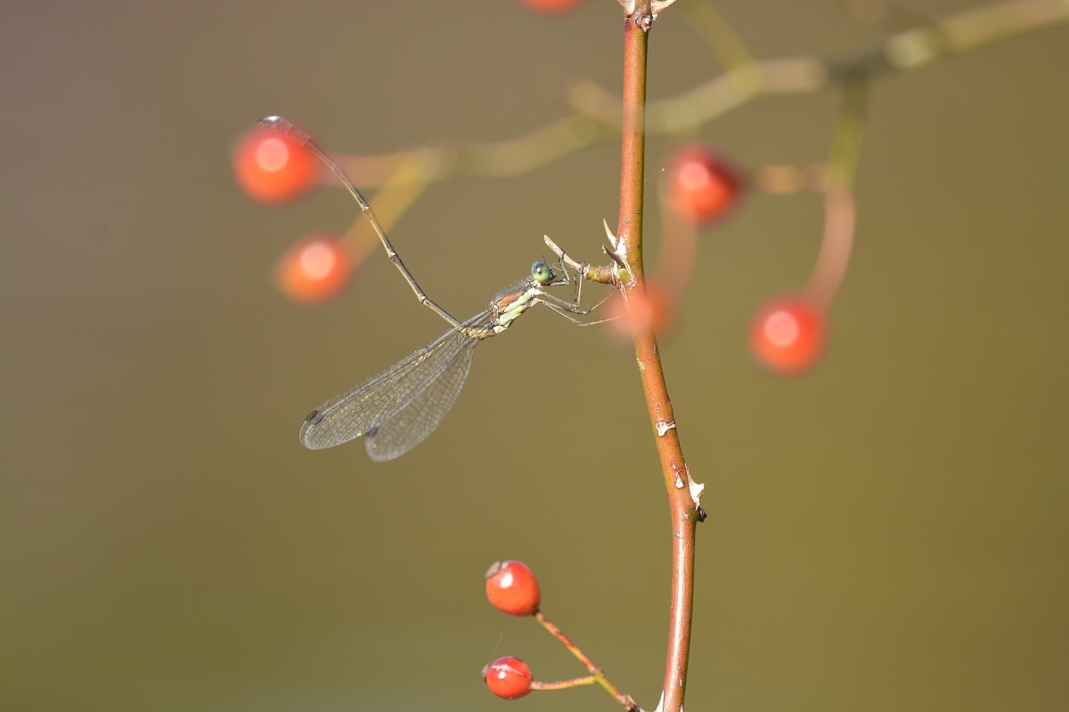 e0353790_21185830.jpg