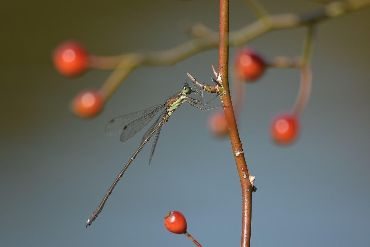 e0353790_21190327.jpg