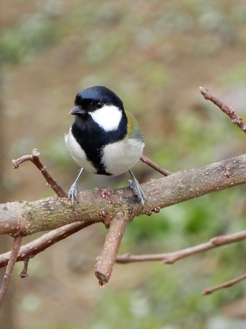 e0025300_15191421.jpg