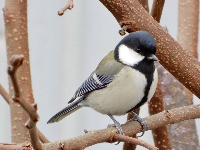 e0025300_15223751.jpg