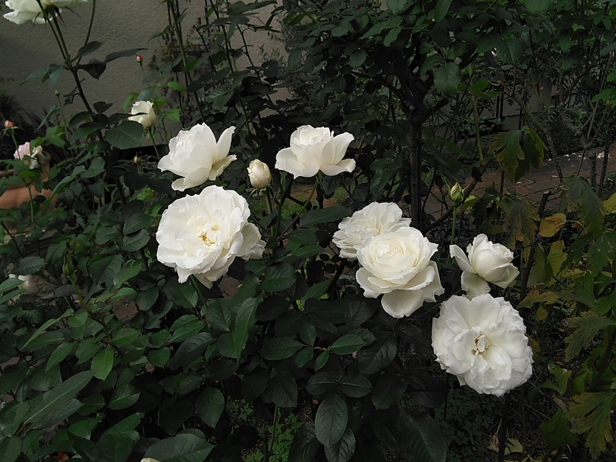 心を入れ替えないと･･････_b0331802_20464751.jpg
