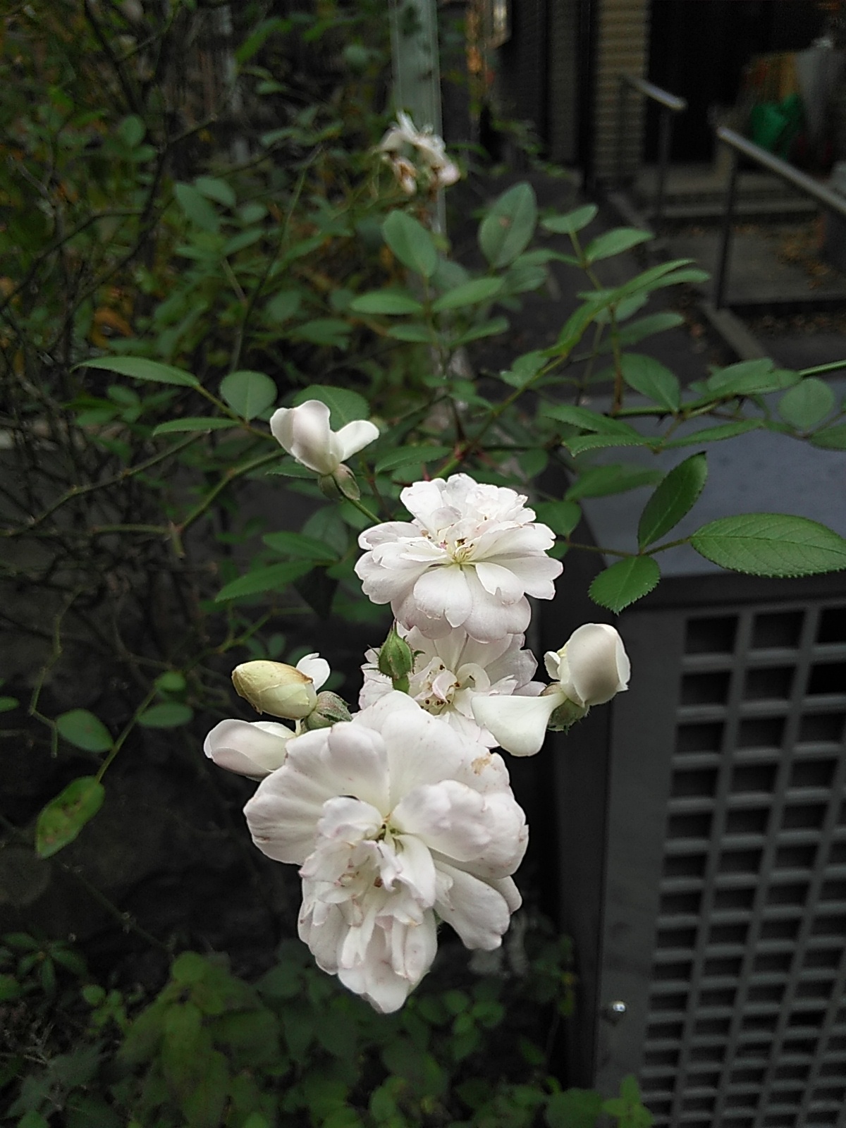 心を入れ替えないと･･････_b0331802_20500244.jpg