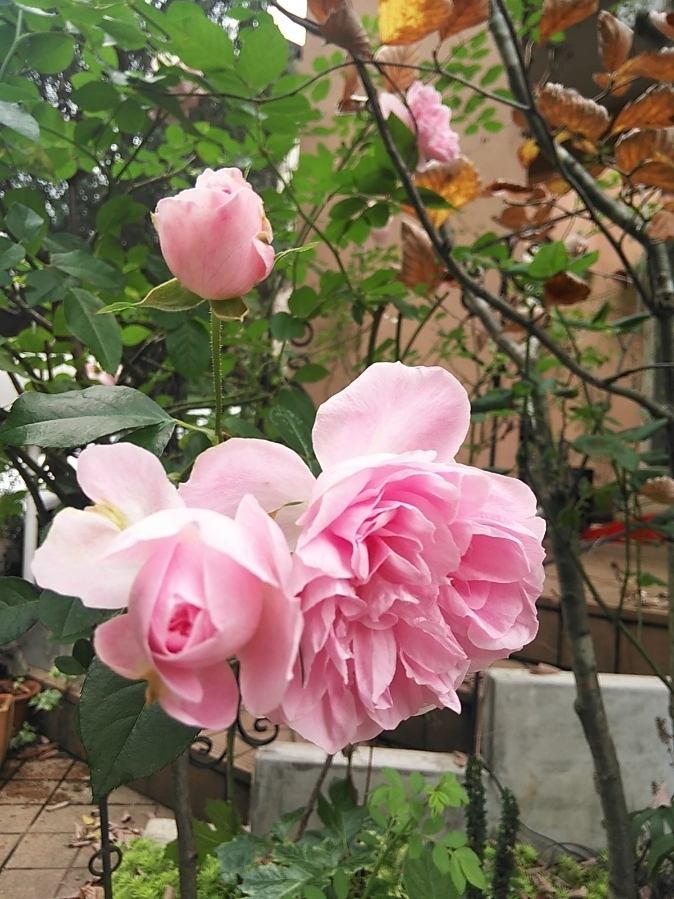 心を入れ替えないと･･････_b0331802_20500297.jpg