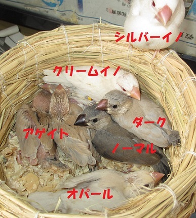 文鳥の雛達_e0255102_13495757.jpg