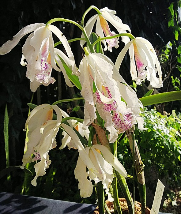 のらりくらり雑記(秋の植物園編1)_d0354903_19121008.jpg