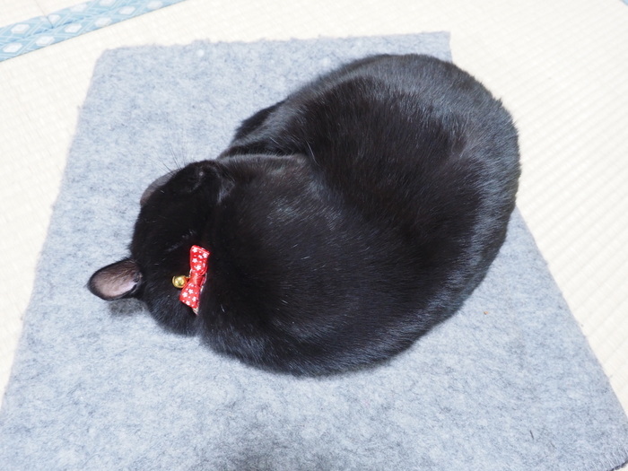 くうちゃんと首輪_c0116915_22000823.jpg