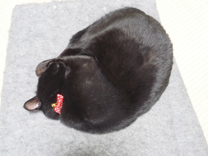 くうちゃんと首輪_c0116915_22005904.jpg