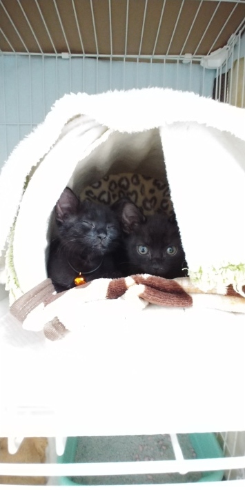 ウチ猫ฅ_d0233224_00031390.jpg
