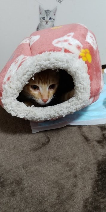 ウチ猫ฅ_d0233224_00144870.jpg