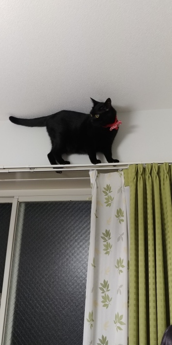 ウチ猫ฅ_d0233224_00155321.jpg