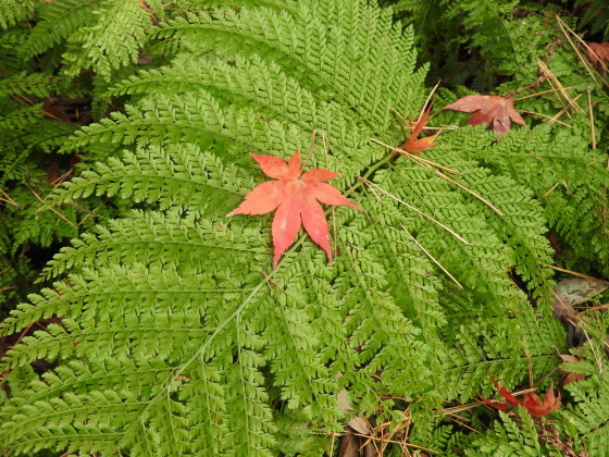 f0118332_00353886.jpg