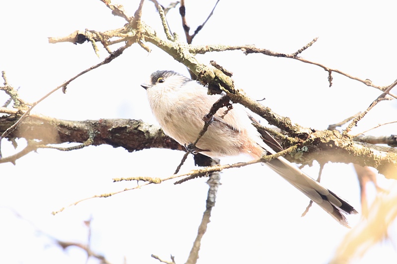 富士山麓の野鳥たち･1♪_a0167759_23495144.jpg