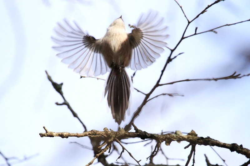 富士山麓の野鳥たち･1♪_a0167759_23503040.jpg