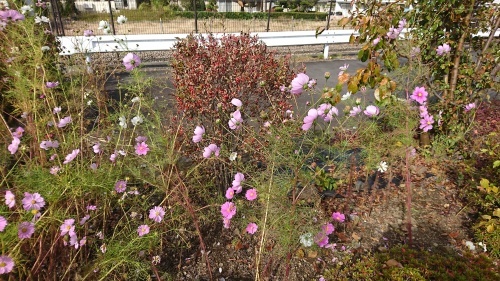 田舎の風景_e0249060_17010130.jpg