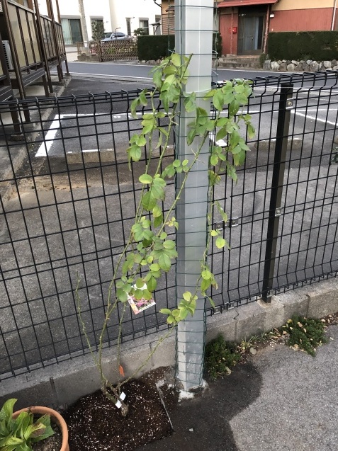 駐車場までの通路アーチにつるバラ ジャスミーナ ヒストリー を植えました 小さな棲家