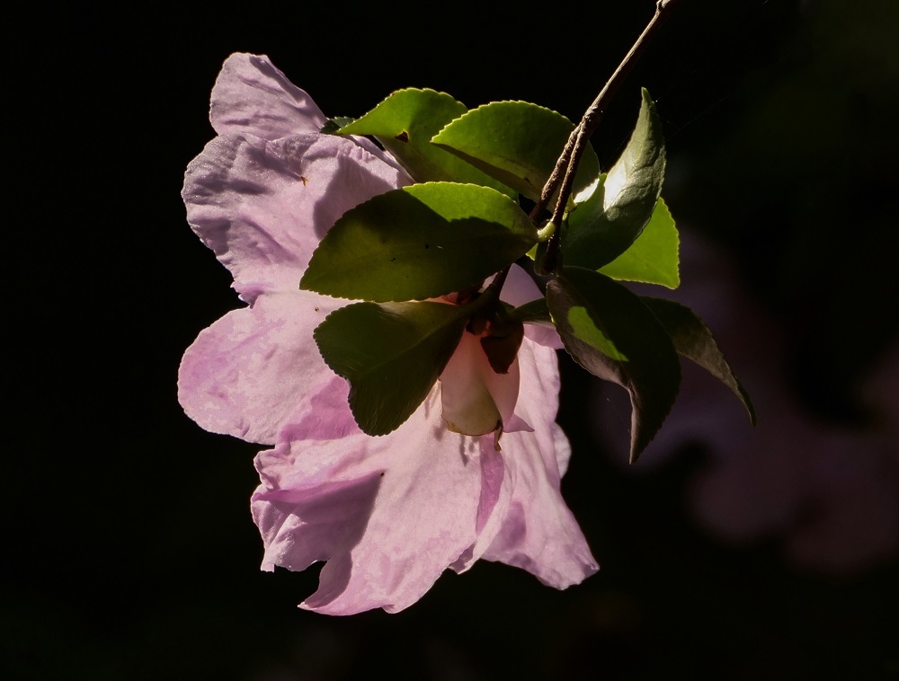 a0330864_19432415.jpg