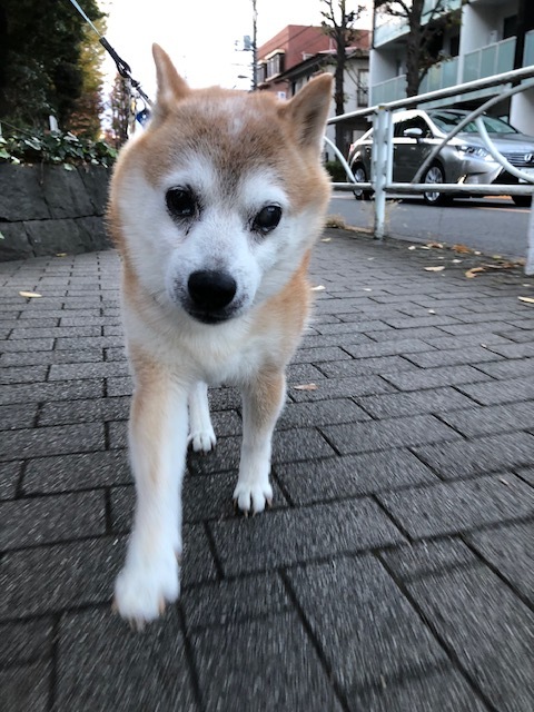 良太郎くんのお泊り(2018・11・23)_e0367571_21375621.jpg