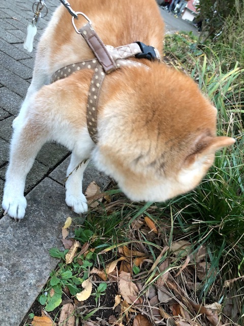 良太郎くんのお泊り(2018・11・23)_e0367571_21381252.jpg