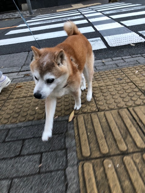 良太郎くんのお泊り(2018・11・23)_e0367571_21383462.jpg