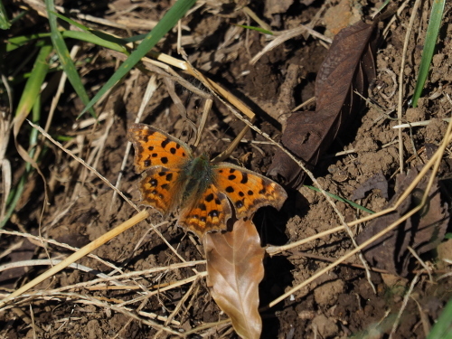 f0348480_16204648.jpg