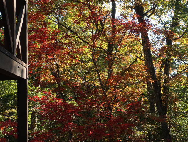 紅葉の季節から、冬支度へ_d0098183_10044168.jpg