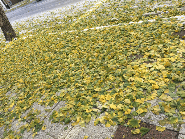 a0309389_19471586.gif