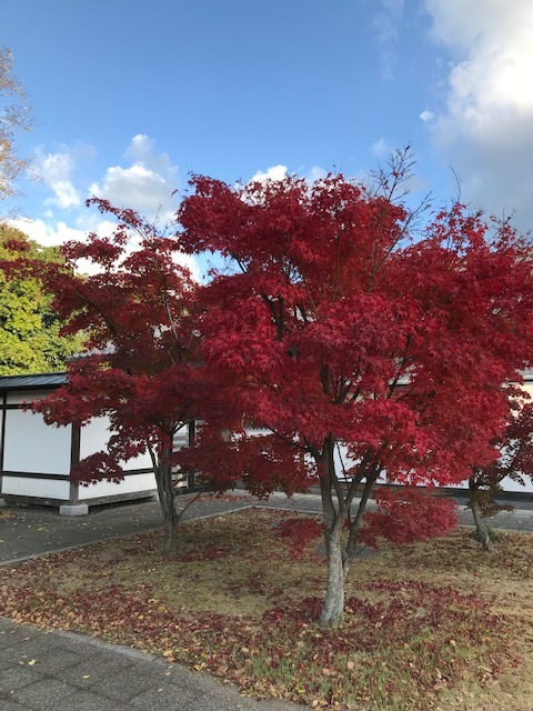 栗林公園_f0204295_18573464.jpg