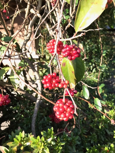 栗林公園_f0204295_19000983.jpg