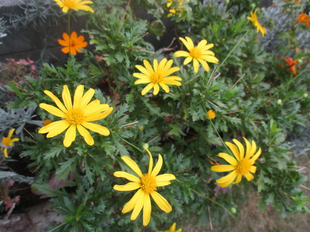 a0091796_16184935.jpeg