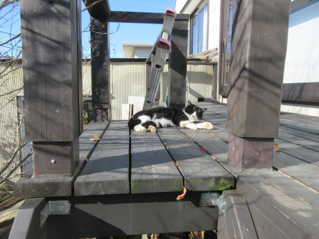 薪到来・木の冬囲い_a0203003_20062972.jpg