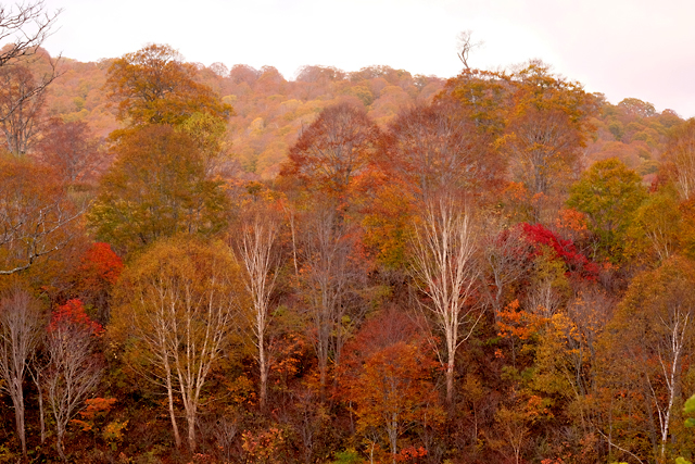 奥志賀の紅葉_f0179404_20074194.jpg