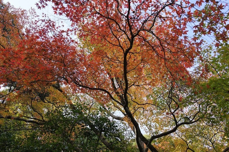 ぶらりとカメラを片手に･･･今に伝える妙成寺_b0392811_14083393.jpg