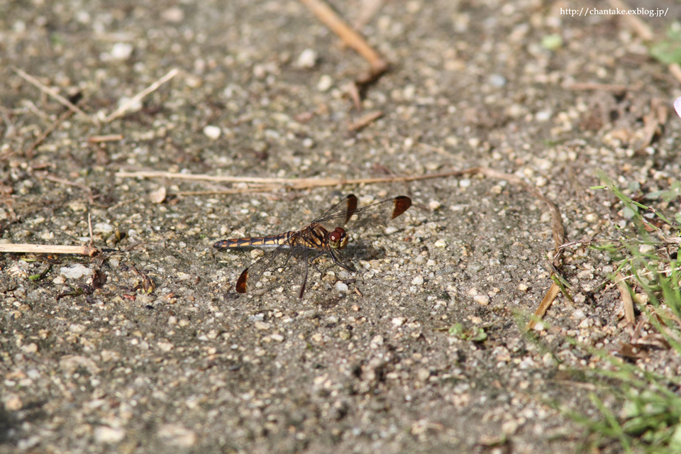 c0189013_05355544.jpg