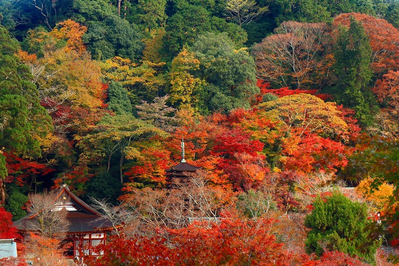 多武峰の紅葉　2018年11月24日_e0106724_08191412.jpg